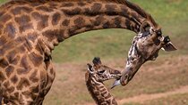 Giraffe Center and Beads Center Guided Tour