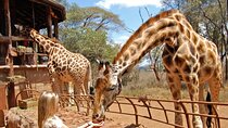 Giraffe Center Half Day Trip from Nairobi