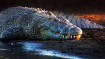 Dubai Crocodile Park