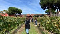 Ribera del Duero Tour: Three Wineries & Lunch from Madrid