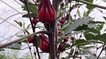 Edible Hibiscus Guided Farm Tour (Big Island)
