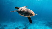 2x Snorkelling Phi Phi, Maiton, Maya Bay, khai islands tour