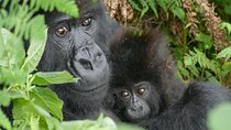 1-Day Gorilla Trekking at Volcanoes National Park