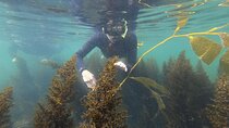 Snorkel San Diego's Mission Bay with a Marine Biologist