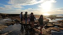 Explore San Diego Tide Pools with a Marine Biologist