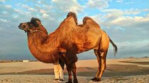 From Ica: Camel + buggy ride