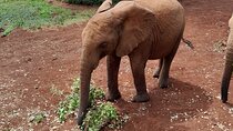 Giraffe Centre and Animal Orphanage Guided Tour In Nairobi. 