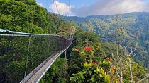 6-Day Epic Rwanda Gorilla & Chimpanzee Safari