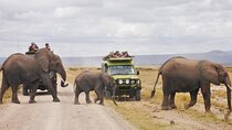 3 Days Maasai Mara Budget Safari on 4WD From Nairobi