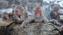 Snow Monkey Park and Miso Production Tour Bullet Train from Tokyo
