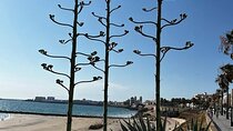 Private Day Trip Cadiz and Jerez from Seville