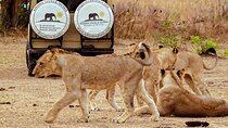 4 Days 3 Nights Safari to Mikumi National Park