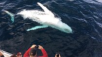 Cape Town Whale Watching Activity in Hermanus