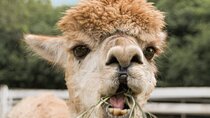 Alpaca World & Nami Island Private Tour 