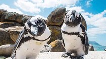 Cape Peninsula Tour +PICKUP: Ostrich Farm>Cape point>Seal&Penguin