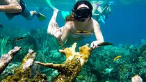 Marsa Allam Snorkeling Activity with Lunch