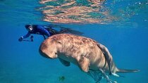 Ras Mohammed National Park Snorkeling