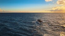 private charter 3 Hours Whale Encounter puerto colon adeje
