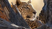  Big Five Luxury Safari in Tanzania