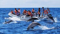 Private Dolphin Swim, Snorkeling and Island Adventure in Hurghada