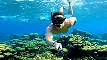 Private Angelfish Snorkeling with Brunch in Aruba