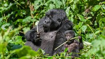 1 Day Private Gorilla Trekking in Kigali Rwanda