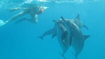 Samadai Reef - Dolphin House Snorkeling & diving tour in Marsa