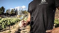 Ecological Vineyard Tour with Wine Tasting