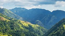 Exotic Blue Mountain Coffee Tour