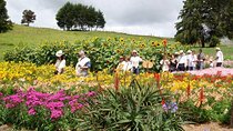 Private Tour Heart Fair Flowers + Adventure Park + Flower Farm