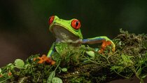 Rio Celeste Nature Night Walk