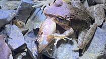 Night Walk Tour and Jungle Dinner in Jaco