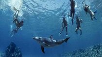 5H Red Sea Private Scuba Diving Adventure in Sharm El Sheikh