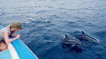 Private Dolphin Experience in the Red Sea in Sharm El Sheikh