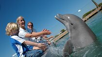 Ras Mohamed and White Island Diving Excursion