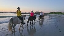Marsa Alam: Sea and Desert Horse Riding Tour