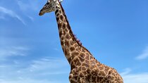 3-Days Arusha National Park-Tarangire park - Ngorongoro Crater
