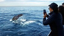 Whale Watching Adventure In Puerto Vallarta