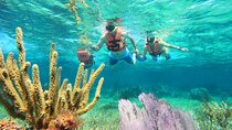 Amazing Snorkeling Experience + Real Mexican Tacos