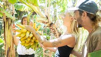 Taste of Hawaii: A Maui Farm Tour