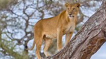 5 Days Fantastic Tanzania Lodge Safaris 