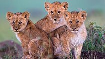 Cape Town Safari Full Day Tour
