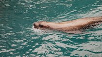 Combo Marine Wildlife Cruise & Winelands Full Day Tour in CT