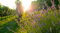 Full-Day Private Provence Wine Tour Experience from Nice