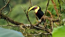 Private Half-Day Bird Watching Tour