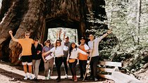 San Francisco to Yosemite One-Way Transfer
