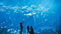 Admission to Lost Chamber Aquarium