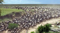 4-Day Tour to Tarangire, Serengeti and Ngorongoro