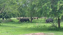 8 Day Kidepo Valley NP & Murchison Falls NP Budget Tour