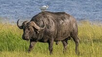4 Days Private Safari to Serengeti and Ngorongoro